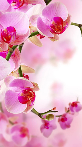 Kostenlos Live Wallpaper Orchideen  für Android Smartphones und Tablets downloaden.