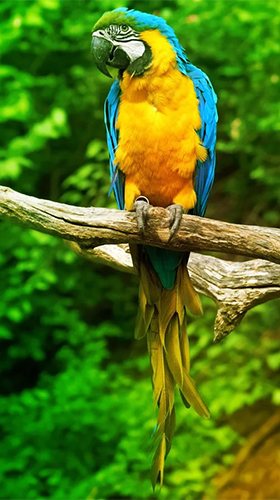 Download Tiere Live Wallpaper Papagei  für Android kostenlos.