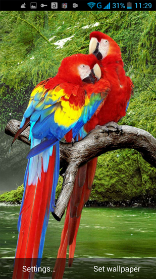 Download Tiere Live Wallpaper Papagei  für Android kostenlos.