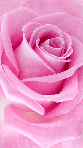 Download Blumen Live Wallpaper Pinke Rose  für Android kostenlos.