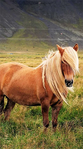 Download Tiere Live Wallpaper Pony für Android kostenlos.
