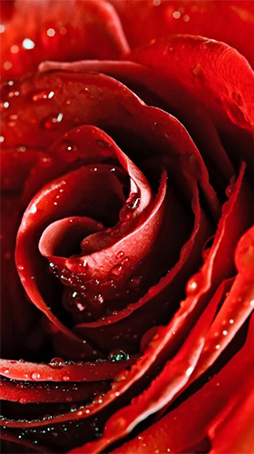 Download Blumen Live Wallpaper Rote Rose  für Android kostenlos.