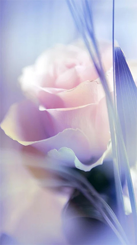 Download Blumen Live Wallpaper Rose  für Android kostenlos.