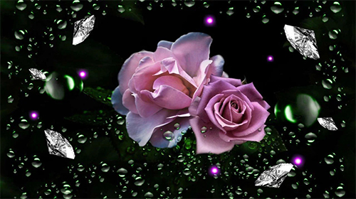Download Blumen Live Wallpaper Diamantentau auf Rosen  für Android kostenlos.