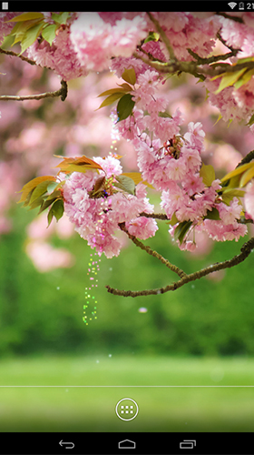 Download Pflanzen Live Wallpaper Frühlingsblumen  für Android kostenlos.