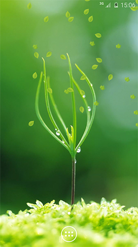 Download Pflanzen Live Wallpaper Frühlingsgrün  für Android kostenlos.