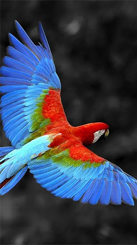 Download Tiere Live Wallpaper Sprechender Papagei  für Android kostenlos.