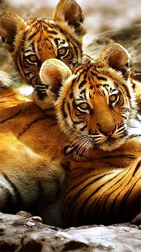 Download Tiere Live Wallpaper Tiger  für Android kostenlos.