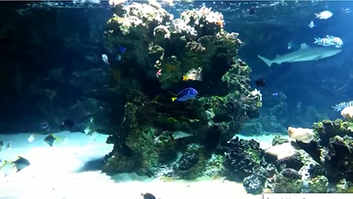 Kostenlos Live Wallpaper Aquarium mit Haien für Android Smartphones und Tablets downloaden.
