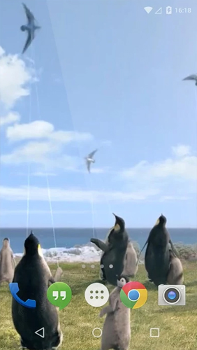 Android Hintergrundbilder Arktischer Pinguin  kostenlos auf den Desktop herunterladen. 