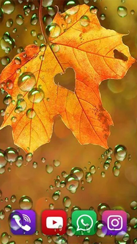 Android Hintergrundbilder Herbstregen  kostenlos auf den Desktop herunterladen. 