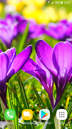 Android Hintergrundbilder Schöne Frühlingsblumen  kostenlos auf den Desktop herunterladen. 