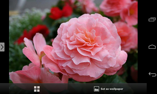Download Blumen Live Wallpaper Schöne Blumen für Android kostenlos.