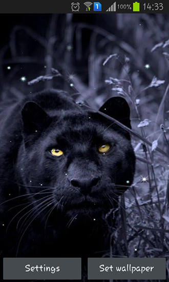 Download Tiere Live Wallpaper Schwarzer Panther für Android kostenlos.