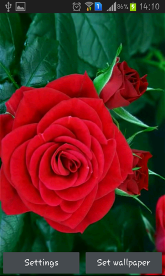 Download Blumen Live Wallpaper Blühende rote Rose für Android kostenlos.