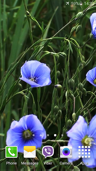 Download Blumen Live Wallpaper Blaue Blumen für Android kostenlos.