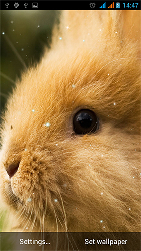 Android Hintergrundbilder Kaninchen  kostenlos auf den Desktop herunterladen. 