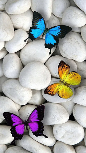 Android Hintergrundbilder Schmetterlinge  kostenlos auf den Desktop herunterladen. 