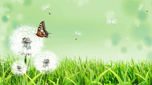 Android Hintergrundbilder Schmetterling  kostenlos auf den Desktop herunterladen. 