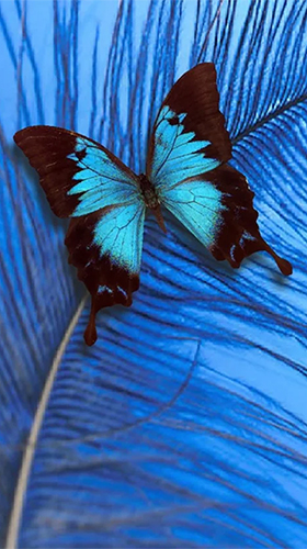 Android Hintergrundbilder Schmetterling  kostenlos auf den Desktop herunterladen. 