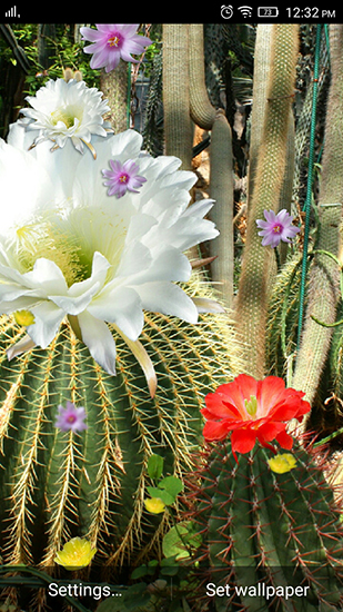 Download Pflanzen Live Wallpaper Kaktusblumen für Android kostenlos.