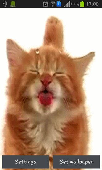 Download Tiere Live Wallpaper Katze leckt Bildschirm für Android kostenlos.
