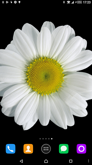 Download Blumen Live Wallpaper Kamille für Android kostenlos.