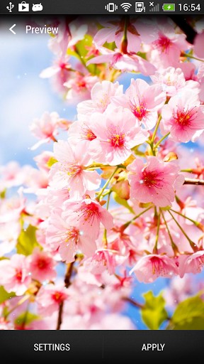 Download Live Wallpaper Kirschblüten für Android-Handy kostenlos.