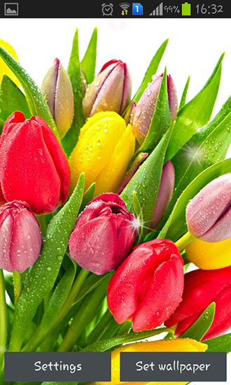 Download Blumen Live Wallpaper Farbige Tulpen für Android kostenlos.
