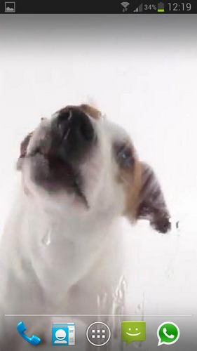 Download Tiere Live Wallpaper Ein Hund leckt Bildschirm ab für Android kostenlos.
