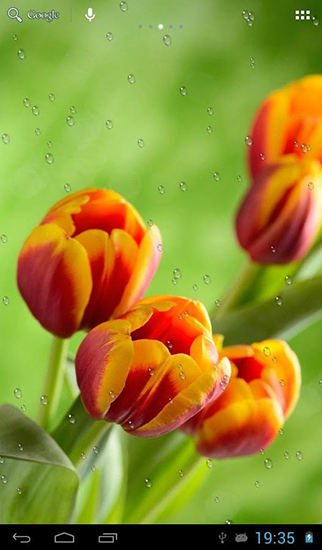 Download Blumen Live Wallpaper Tropfen auf Tulpen für Android kostenlos.