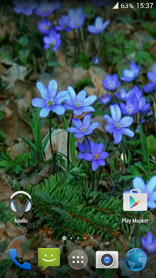 Download Live Wallpaper Waldblumen für Android 9 kostenlos.