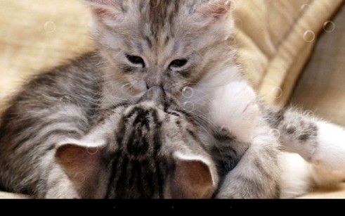 Download Tiere Live Wallpaper Lustige Katzen für Android kostenlos.