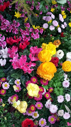 Android Hintergrundbilder Gartenblumen  kostenlos auf den Desktop herunterladen. 