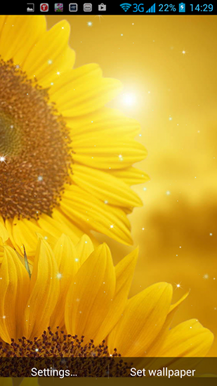 Kostenlos Live Wallpaper Goldene Sonnenblume für Android Smartphones und Tablets downloaden.