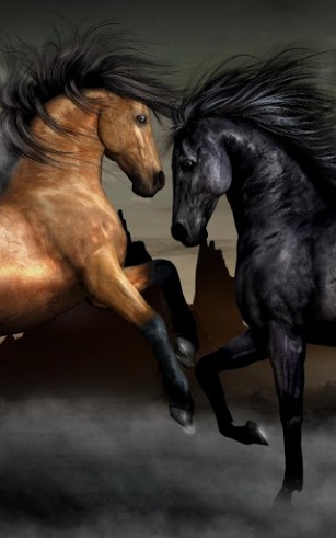 Download Tiere Live Wallpaper Pferde für Android kostenlos.