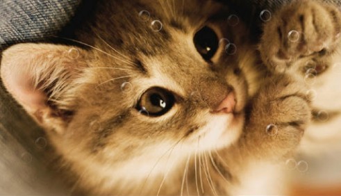 Download Tiere Live Wallpaper Faules Kätzchen für Android kostenlos.