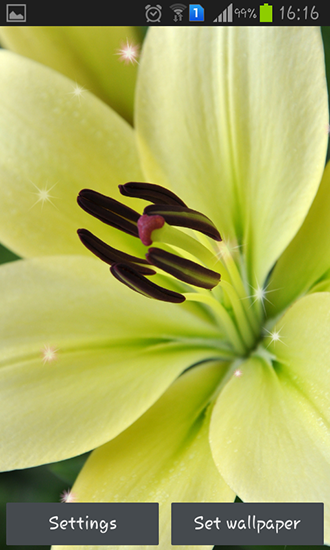 Download Blumen Live Wallpaper Lilie für Android kostenlos.