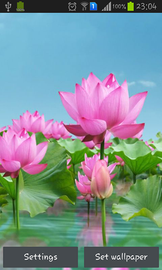 Download Blumen Live Wallpaper Lotus Teich für Android kostenlos.