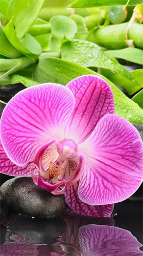 Android Hintergrundbilder Orchidee  kostenlos auf den Desktop herunterladen. 