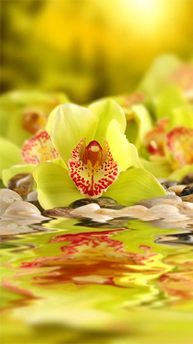 Android Hintergrundbilder Orchideen  kostenlos auf den Desktop herunterladen. 