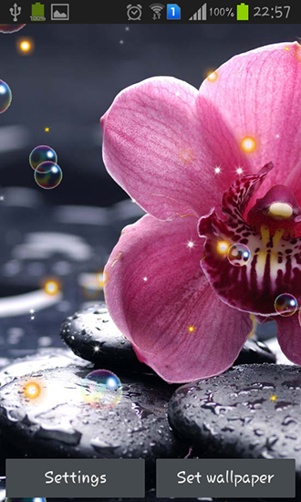 Download Blumen Live Wallpaper Orchideen HD für Android kostenlos.
