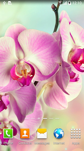 Android Hintergrundbilder Orchideen  kostenlos auf den Desktop herunterladen. 