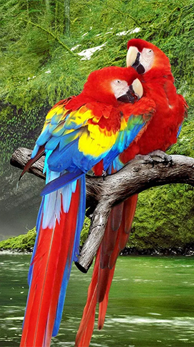 Android Hintergrundbilder Papagei  kostenlos auf den Desktop herunterladen. 