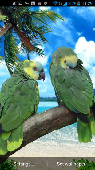 Android Hintergrundbilder Papagei  kostenlos auf den Desktop herunterladen. 