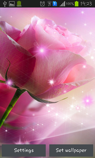 Download Blumen Live Wallpaper Pinke Rosen für Android kostenlos.