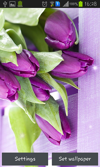 Download Blumen Live Wallpaper Lila Tulpen für Android kostenlos.