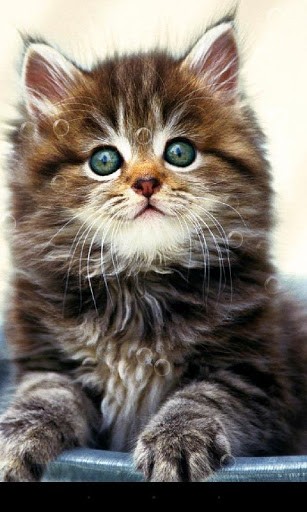 Download Tiere Live Wallpaper Kätzchen für Android kostenlos.