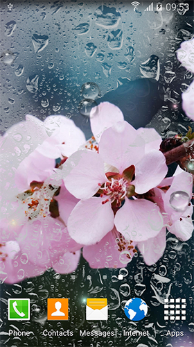 Android Hintergrundbilder Blumen im Regen  kostenlos auf den Desktop herunterladen. 