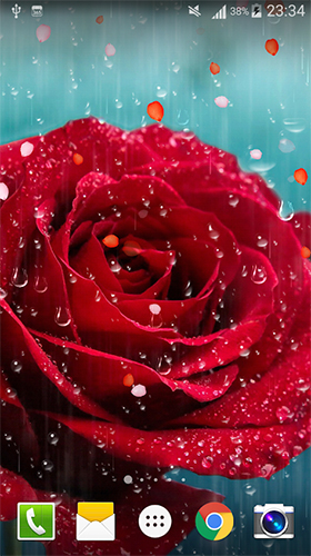 Android Hintergrundbilder Rose: Regentropfen  kostenlos auf den Desktop herunterladen. 